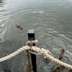 Local duck family!They have duck food for you to feed them.