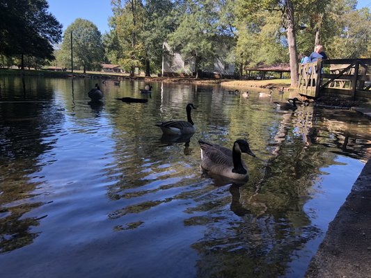 ROLATER PARK - Updated September 2024 - 30 Photos - 3 Georgia Ave, Cave ...