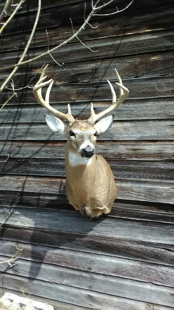 Chris Lisak Taxidermy - taxidermy in Owego, NY