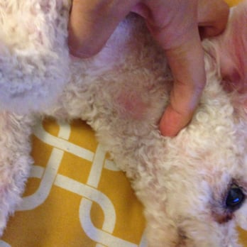 Le Pitou Boutique - Hack job on my poor dog from the "groomer"! - Pet Groomers Near Me - Forest Hills, New York