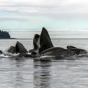 Oasis Alaska Charters - Fishing Near Me - Ketchikan, Alaska Oasis Alaska Charters - Fishing Near Me - Ketchikan, Alaska