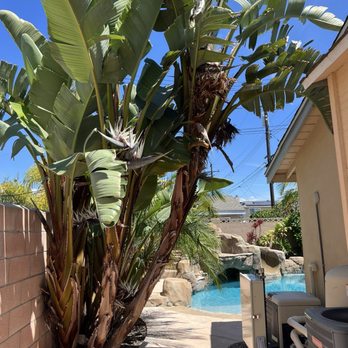 My Tree Experts - Before - Tree Services Near Me