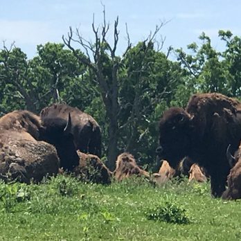 Lester's Bison Farm - a herd of bison in a field - Farmers Market Near Me - Salem, Wisconsin