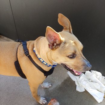 Coop 303 - Foster pup - New American Near Me - Atlantic Beach, Florida