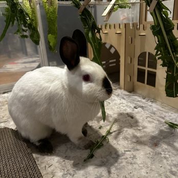 Bunny World Foundation - Community Service/Non-Profit Near Me - Los Angeles, California Bunny World Foundation - Community Service/Non-Profit Near Me - Los Angeles, California