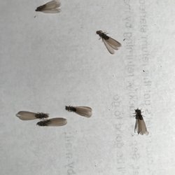 Kirchner's Pest Control - David Cromer 7178261818 Lititz