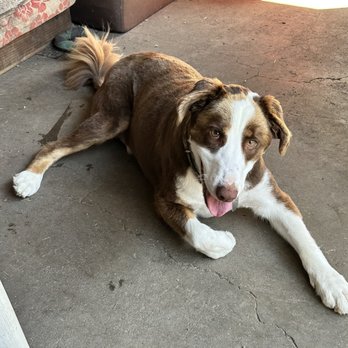 Vineyard Dog Grooming - A super happy pup! - Pet Groomers Near Me - St. Helena, California