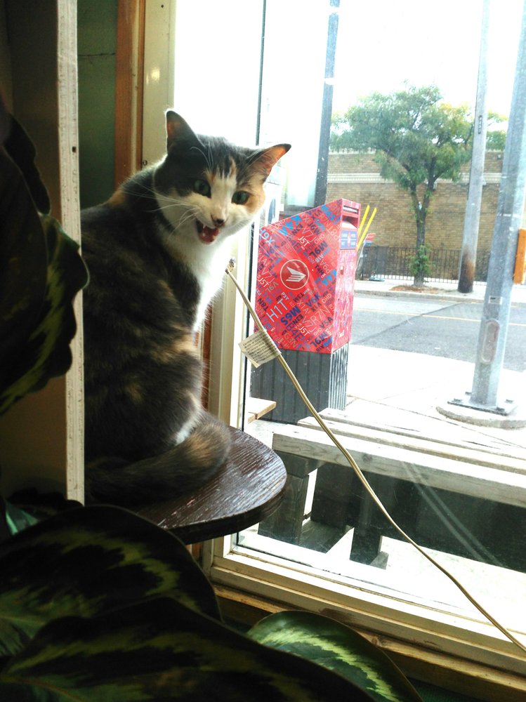 KINGSTON ROAD FLOWER MARKET Updated August 2024 966 Kingston Road