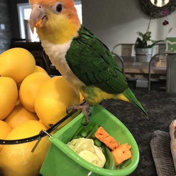 Your Basic Bird - Pet Stores Near Me - Berkeley, California