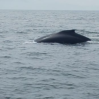 Discovery Whale Watch - Humpback whale - Whale Watching Tours Near Me - Monterey, California Discovery Whale Watch - Humpback whale - Whale Watching Tours Near Me - Monterey, California