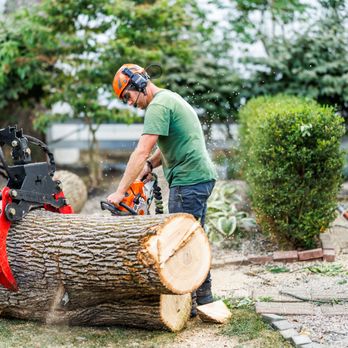 Sycamore Tree Care - Tree Services Near Me - Fort Wayne, Indiana Sycamore Tree Care - Tree Services Near Me - Fort Wayne, Indiana