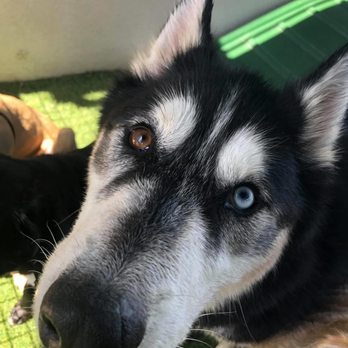 Dog Resort - My baby's happy place!!! - Pet Groomers Near Me - Fort Myers, Florida