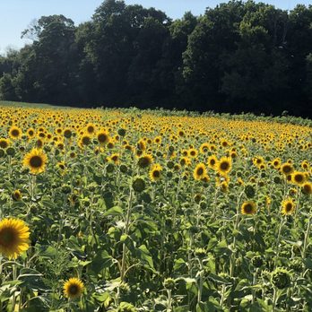 Lannon Sunflower Farm - Pick Your Own Farms Near Me - Lannon, Wisconsin Lannon Sunflower Farm - Pick Your Own Farms Near Me - Lannon, Wisconsin