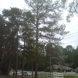 Bradley tree service