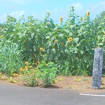 Akaka Pitstop - Our Farm Stand - Farmers Market Near Me - Honomu, Hawaii Akaka Pitstop - Our Farm Stand - Farmers Market Near Me - Honomu, Hawaii