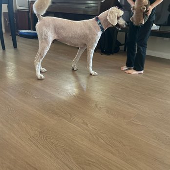 E-Z Dog Wash - After - Pet Groomers Near Me - Duarte, California E-Z Dog Wash - After - Pet Groomers Near Me - Duarte, California