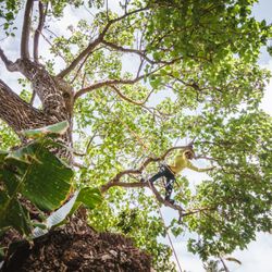 Maui Tree Works - Maui Milo Trim