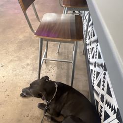 Urban Animal Beer - We love a dog friendly brewery