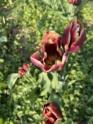 Sherwood Gardens by null