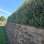 Photo of Fresh Cuts Landscaping