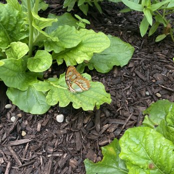 Miller Nature Preserve and Conservatory - Butterfly on a plant - Botanical Gardens Near Me - Avon, Ohio