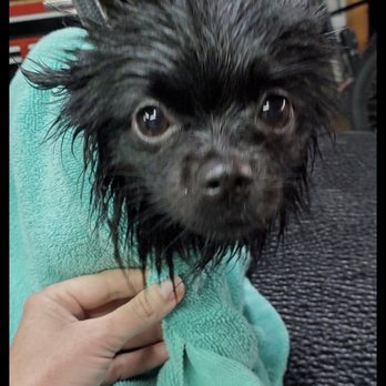 Smarty Paws Grooming - Luna during her bath - Pet Groomers Near Me - Suisun City, California