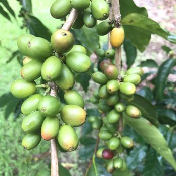 Ka'u Coffee Mill - Coffee & Tea Near Me - Pahala, Hawaii Ka'u Coffee Mill - Coffee & Tea Near Me - Pahala, Hawaii
