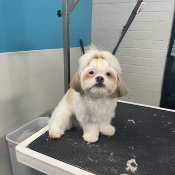 Buzz Cutt Grooms - This is my dog bizzie(bee)! ! - Pet Groomers Near Me - Charlotte, North Carolina Buzz Cutt Grooms - This is my dog bizzie(bee)! ! - Pet Groomers Near Me - Charlotte, North Carolina
