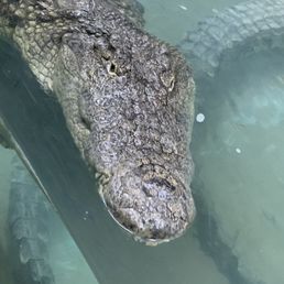 Crocodile