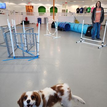 Barx Parx - Charlie in agility classes with his wonderful trainer steph :) - Pet Training Near Me - Las Vegas, Nevada Barx Parx - Charlie in agility classes with his wonderful trainer steph :) - Pet Training Near Me - Las Vegas, Nevada