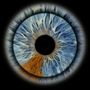 Iris Photo Gallery