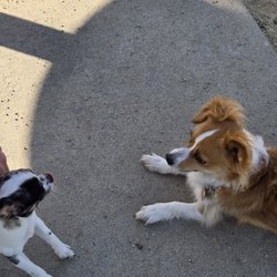 Sutters Landing Dog Park