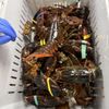 Southern Maine Lobster Company gift card