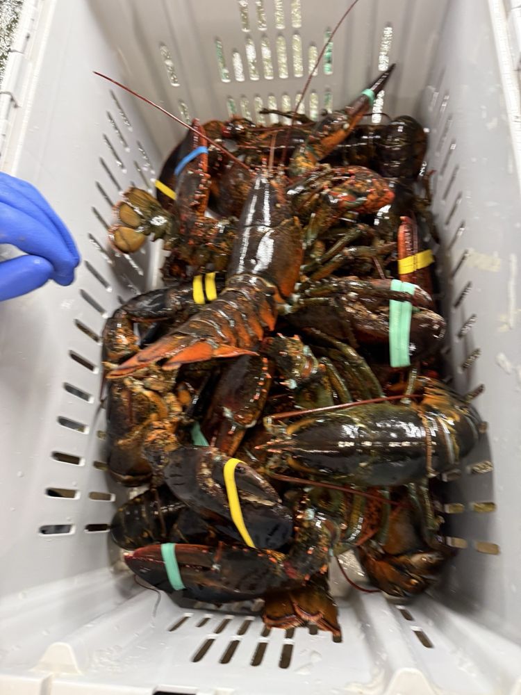 Southern Maine Lobster Company Logo