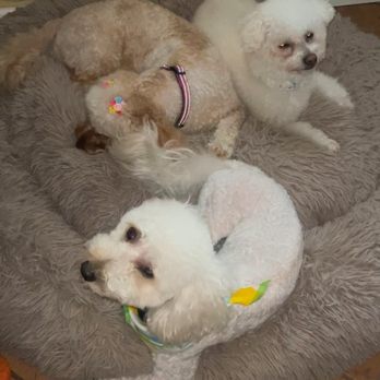 Colonies Pet Grooming - Monthly Grooming for Kimba, Ginger & Miklo. - Pet Groomers Near Me - Upland, California Colonies Pet Grooming - Monthly Grooming for Kimba, Ginger & Miklo. - Pet Groomers Near Me - Upland, California