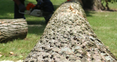Tree Removal Services - Tree removal is not just cutting a tree down. Around homes, driveways, fences, structures, and tight yards, the work has to be planned carefully so the property is protected and the cleanup is handled the right way. Life Lawn & Tree Service helps homeowners, acreage owners, HOAs, and commercial properties remove trees that are dead, damaged, leaning, overcrowded, storm affected, or no longer safe for the space.

A tree may need to come down when decay, splitting, storm damage, root problems, or heavy lean make the tree unsafe to keep. Sometimes removal is also the right choice when a tree is growing into structures, crowding better trees, blocking access, or creating problems for future landscaping or construction.

Life Lawn approaches tree removal with practical job-site planning, clear communication, and respect for the surrounding property. The crew looks at access, drop zones, nearby structures, overhead limbs, fencing, driveways, and cleanup needs before work begins.

Call now and mention Yelp for a no pressure estimate: 18179665269