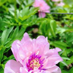Leif Erickson Park & Rose Garden - Roses