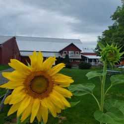 Lively Run Dairy