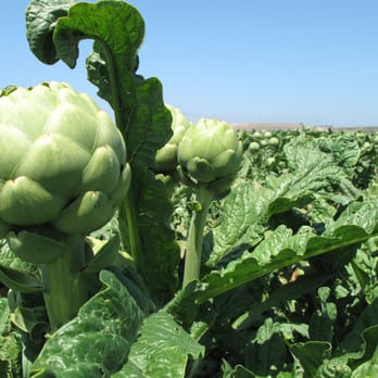 Artichoke Festival - Festivals Near Me - Monterey, California
