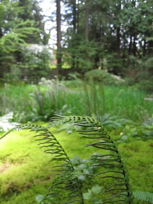 Nitobe Memorial Garden by null