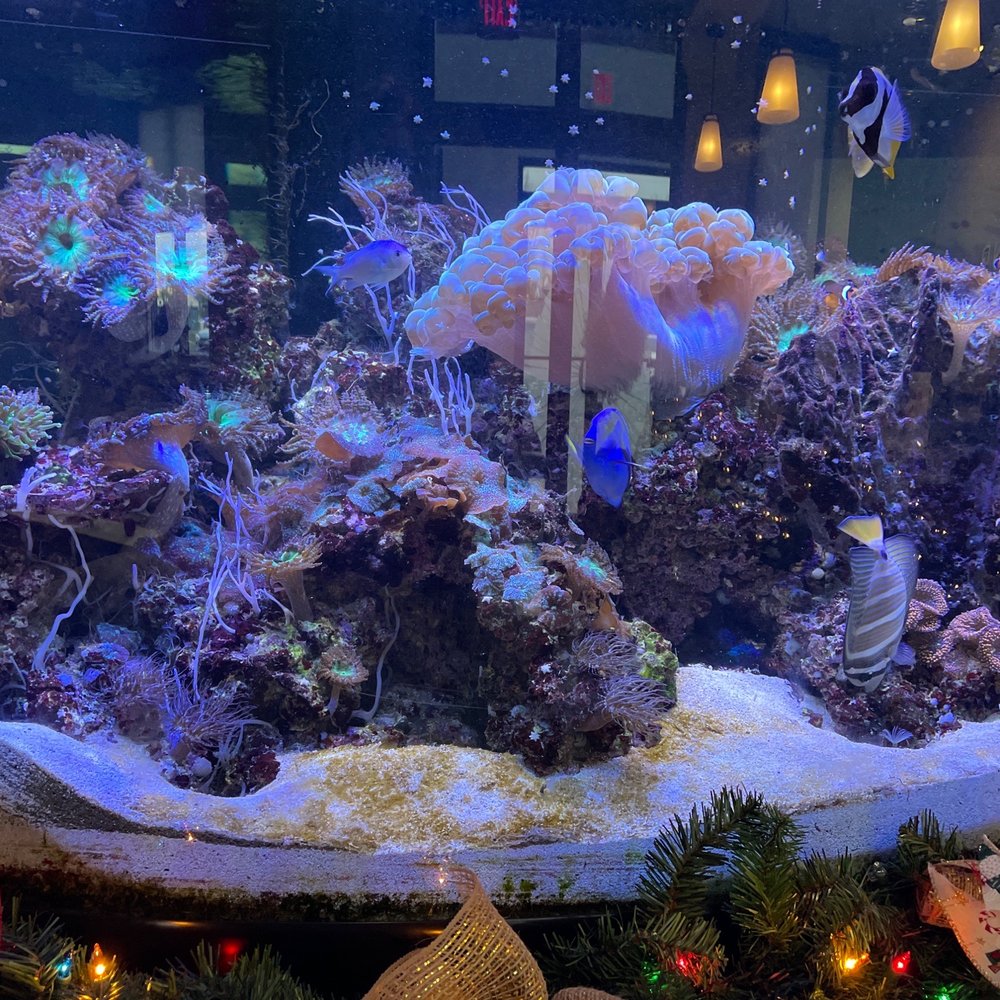 Katherine I Raymond, DDS - Awesome fish tank! - General Dentistry Near Me - Norton, Ohio Katherine I Raymond, DDS - Awesome fish tank! - General Dentistry Near Me - Norton, Ohio
