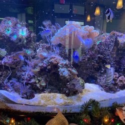 Katherine I Raymond, DDS - Awesome fish tank!