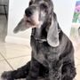 Photo of Dixie Pet Spa