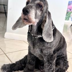 Dixie Pet Spa - One happy customer!