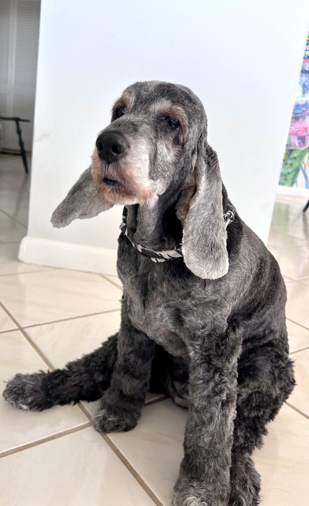 Dixie Pet Spa Image