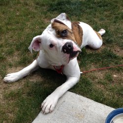 Gentle Hands Pet Sitting and Dog Walking