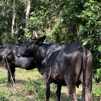 Cuban Adventures - Animal life on our hike - Tours Near Me Cuban Adventures - Animal life on our hike - Tours Near Me