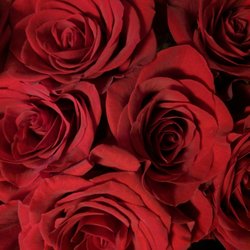 Petersen Flowers - Velvety perfection.
