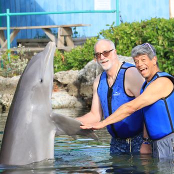 Dolphins Plus - Shallow Water Encounter - Aquariums Near Me - Key Largo, Florida Dolphins Plus - Shallow Water Encounter - Aquariums Near Me - Key Largo, Florida