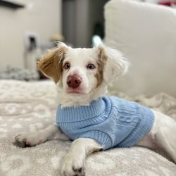 Bakersfield Spca